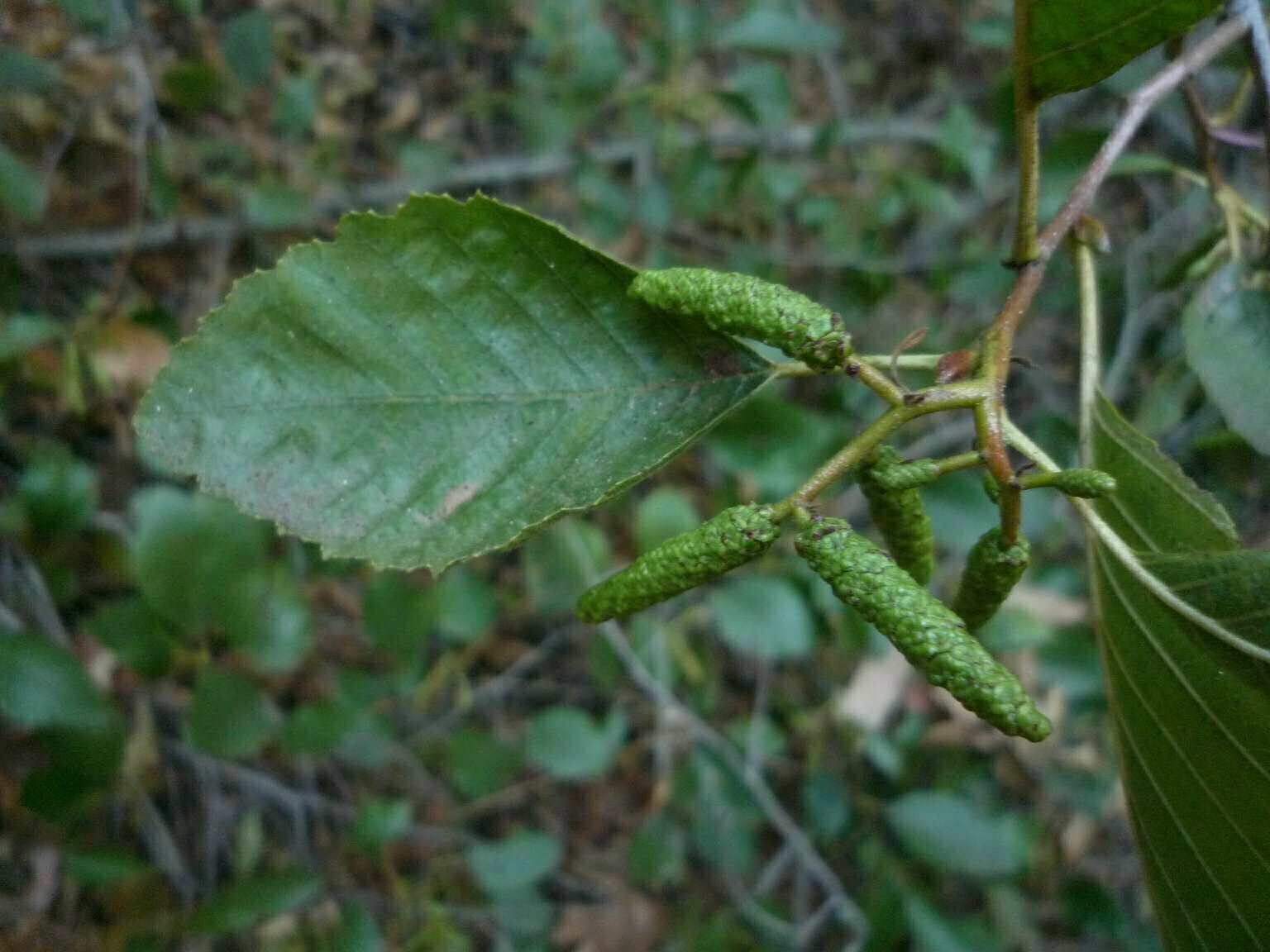 High Resolution Alnus rhombifolia Bud